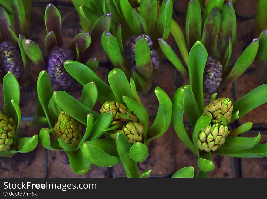 Green Succulent Plant in Macro Photography