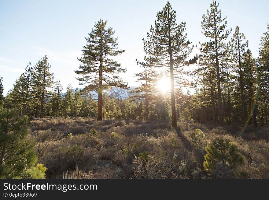 A close up of a boreal forest in the summer sun.