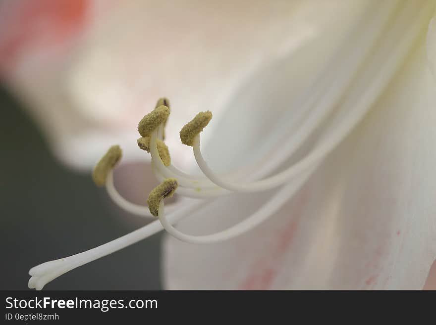 White and Beige Flower