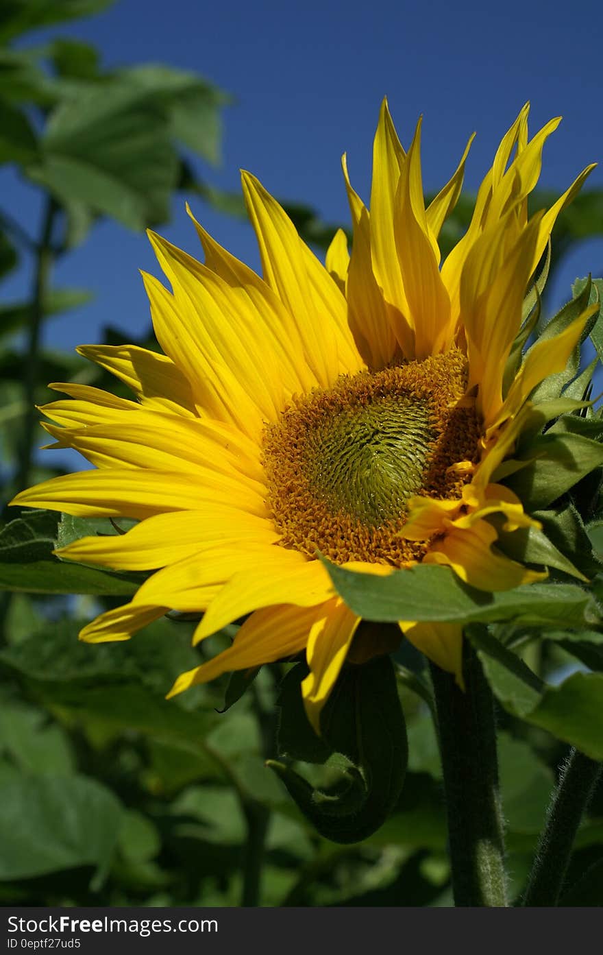 Sunflower Under Blue Sky during Daytime