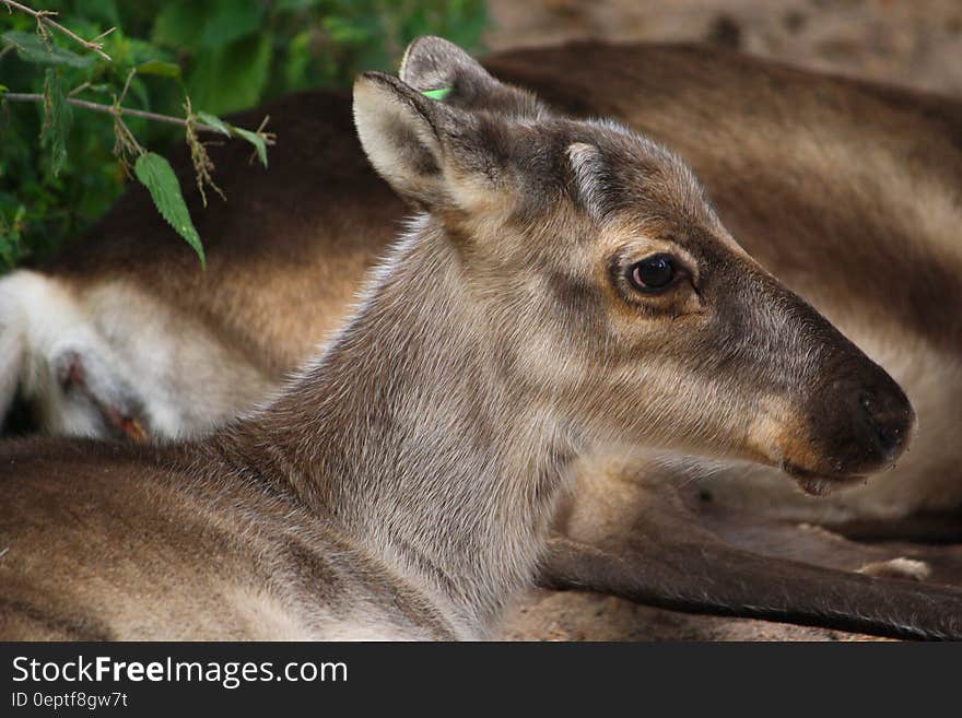 Gray and Black Goat