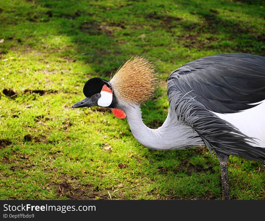 Black White and Gray Bird on Green Grass