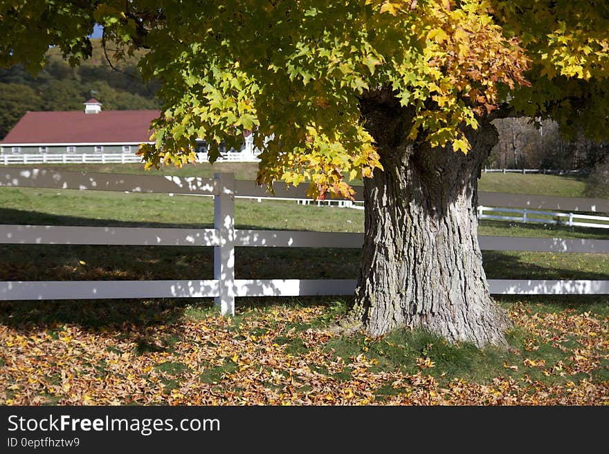 An autumn tree with a white board fence. An autumn tree with a white board fence.