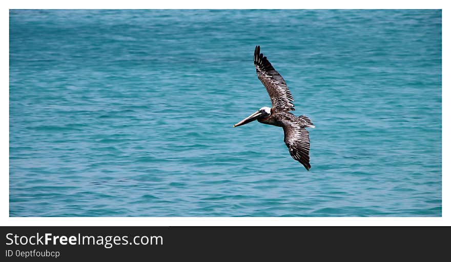 Black Sea Gulf Flying on Water Surface during Daytime