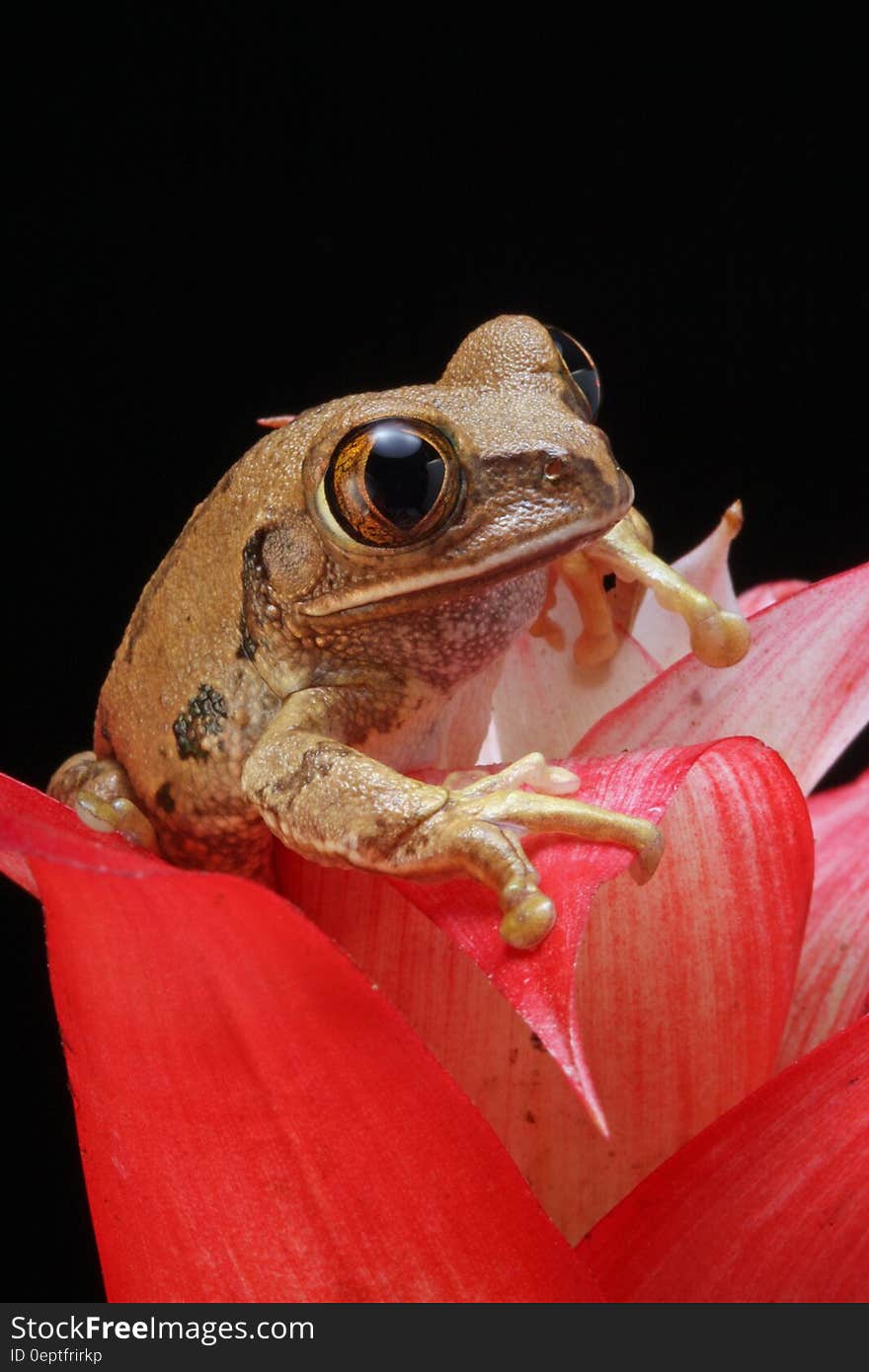 Brown Frog on Red Petal Flower