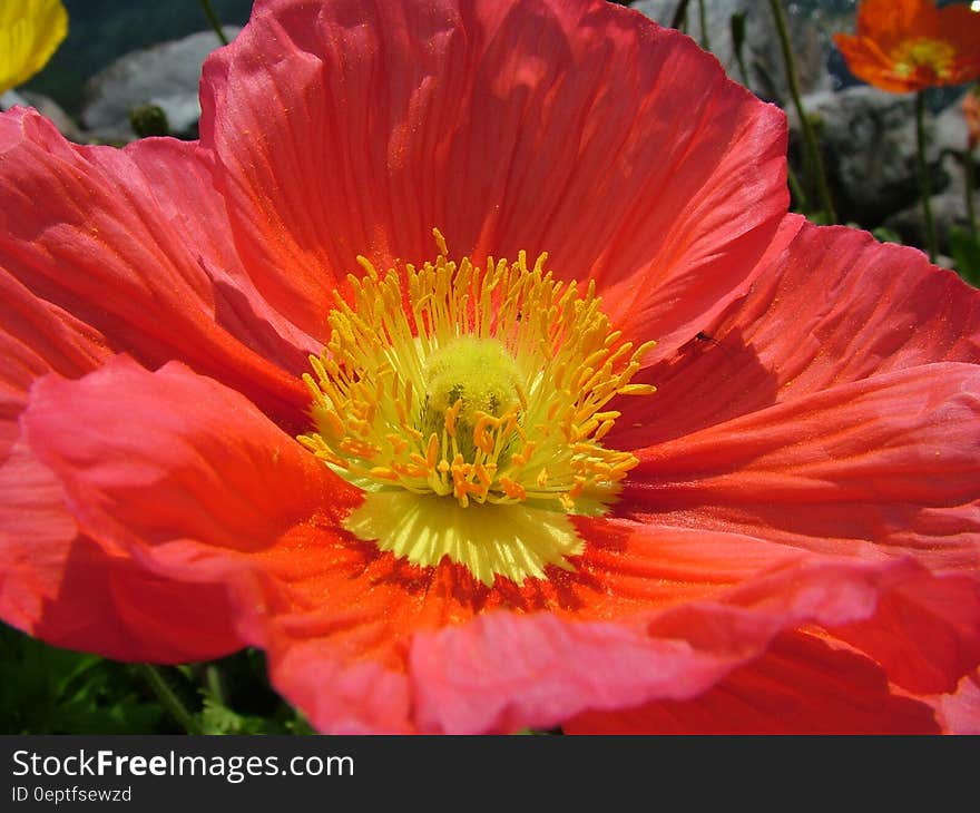 Red Petal Flower in Close Up Photography