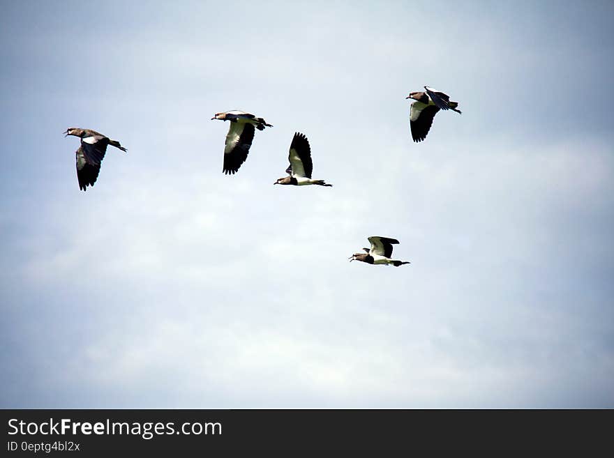 Flock of pigeons in flight with cloudscape background.