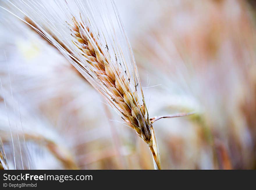 Closeup of ripe wheat in field.