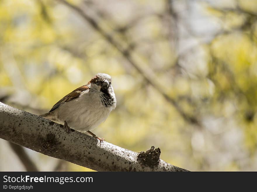 Brown and White Bird