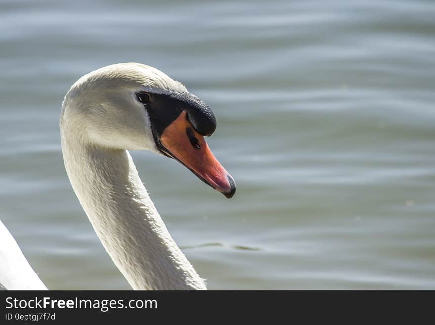 Side portrait of white swan with water in background,