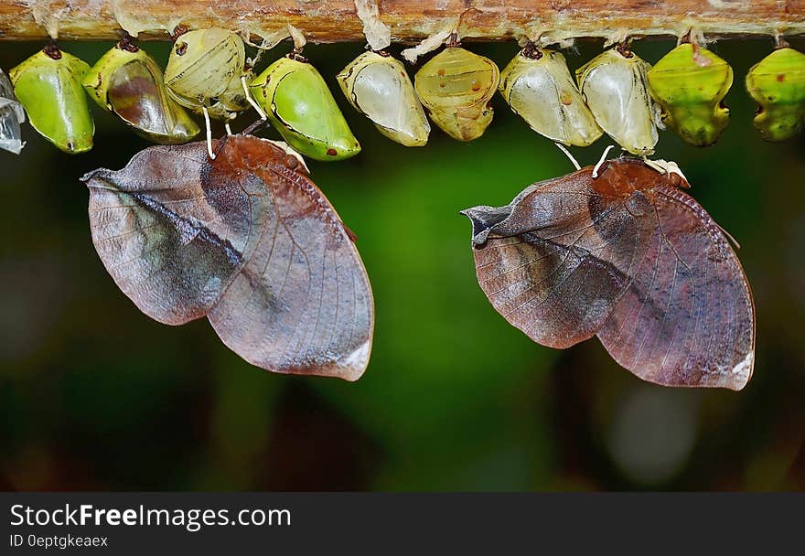 Row of large and small butterfly cocoons hung from a branch. Row of large and small butterfly cocoons hung from a branch.