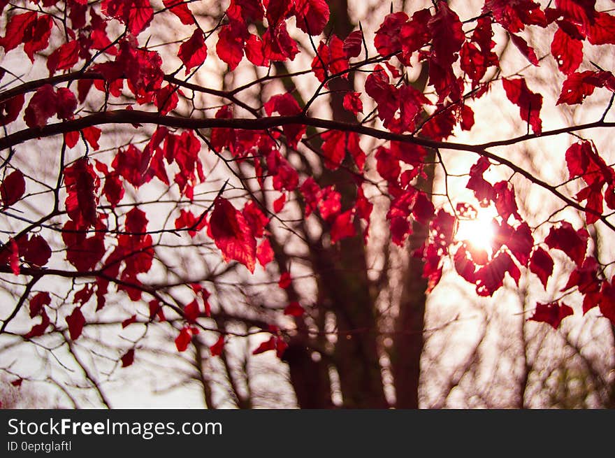 Tree with crimson autumn leaves, sun flare in background.