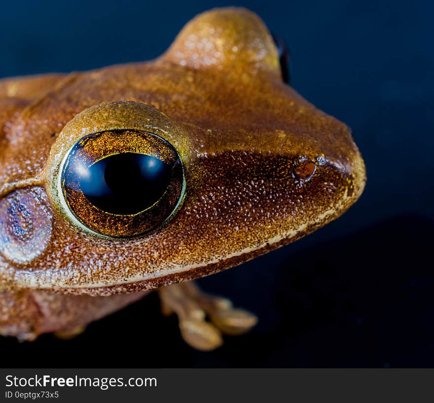 Macro Shot of Brown Frog