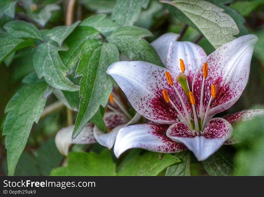 White and Red Petal Flower during Day Time