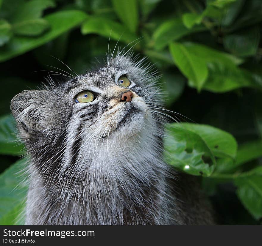 Close Up Photo of Grey and White Furred Animal Near Green Leaf Plant