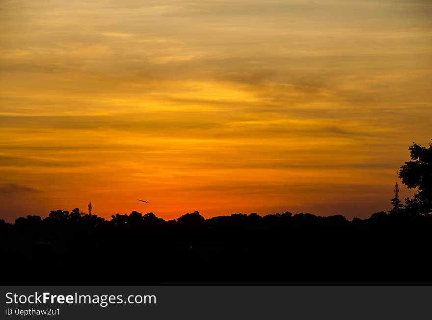 Silhouette of Trees Under Orange Sky