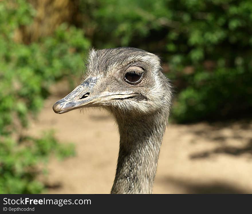 Grey Emu Beside Green Plants during Daytime