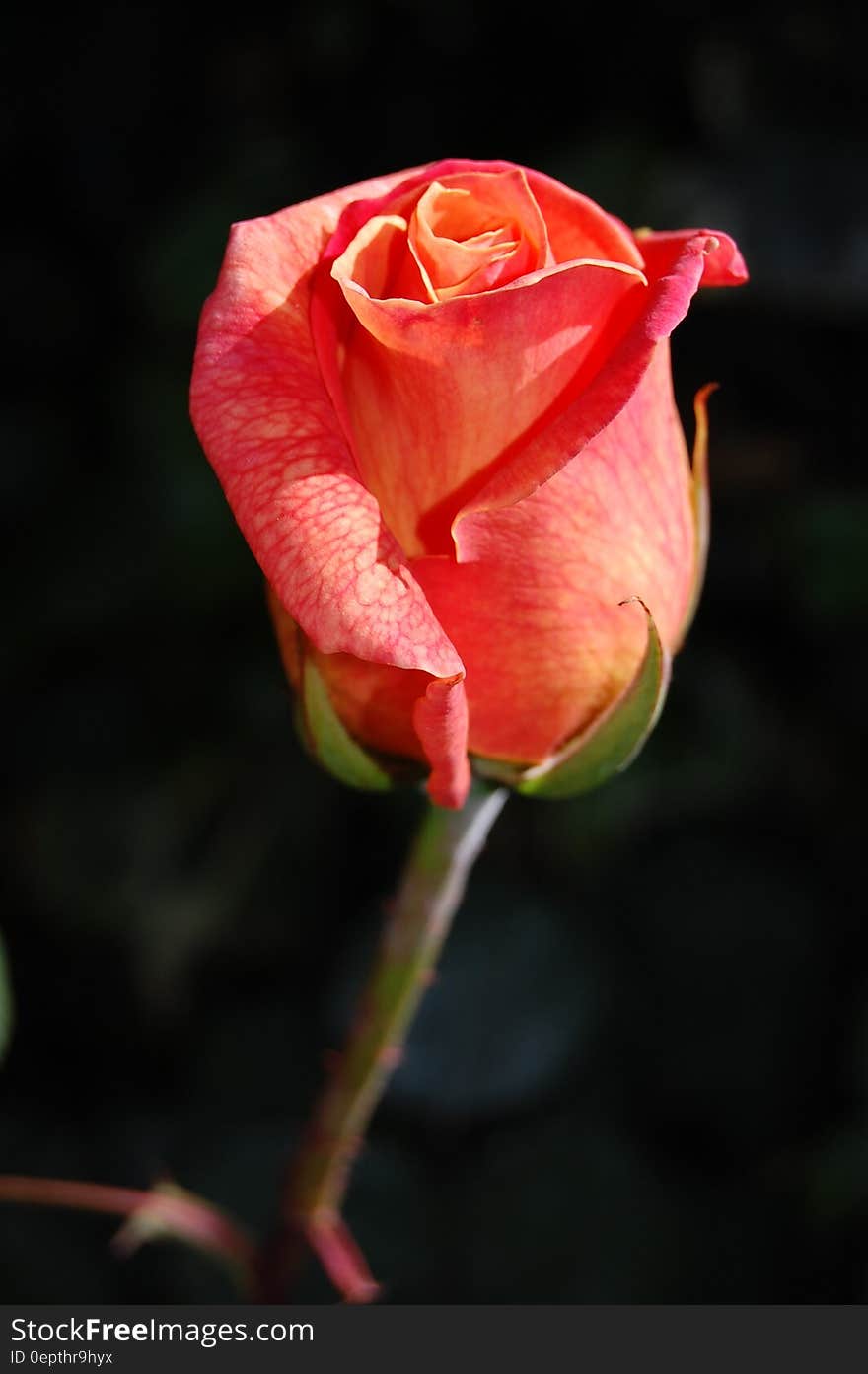 Pink Rose Plant