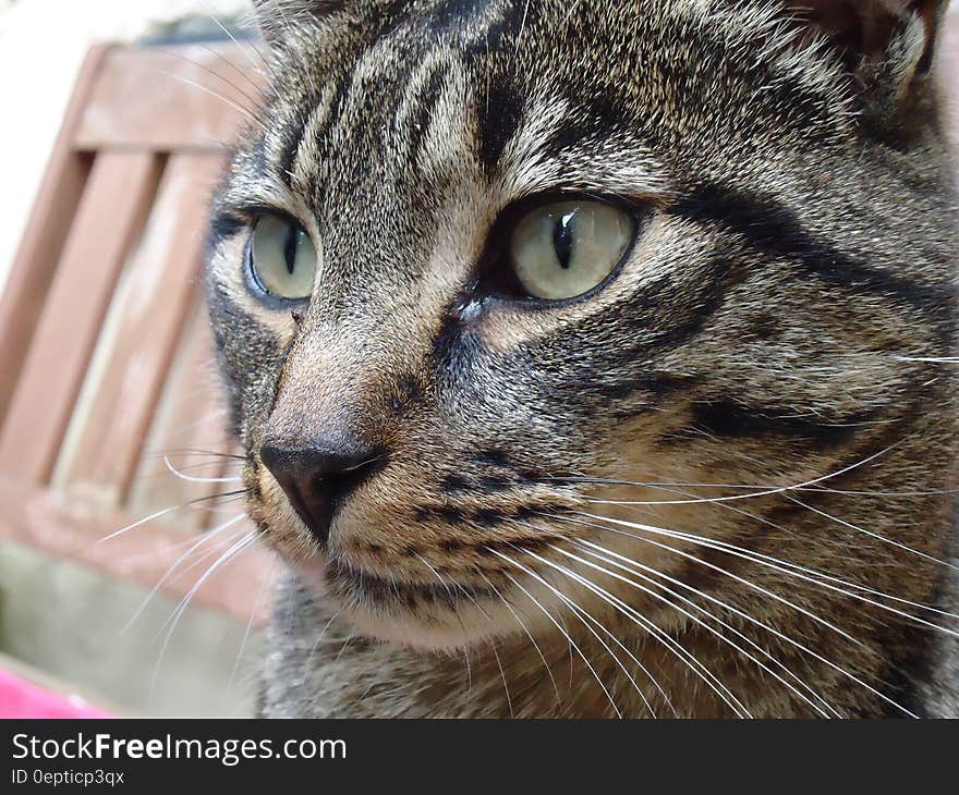 Brown and Black Tabby Cat Sitting Next on Brown Wooden Chair