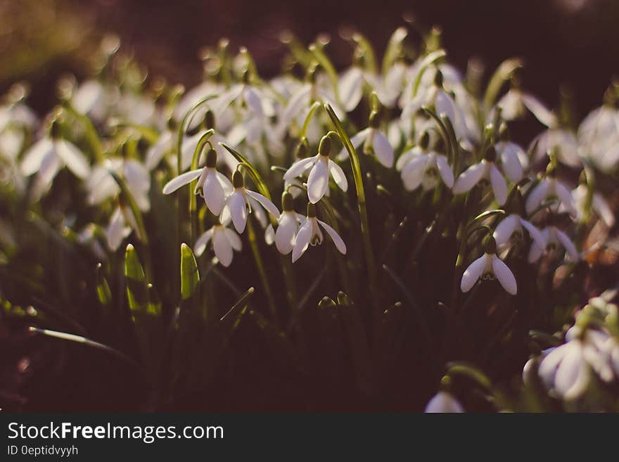 Field of White Flowers during Daytime