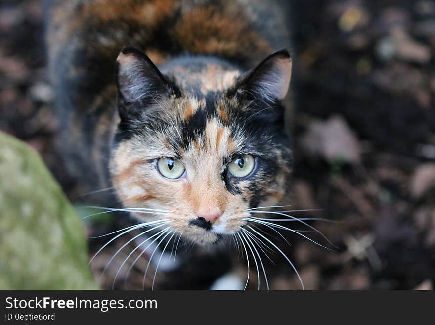 Cat in Selective Focus Photography during Daytime