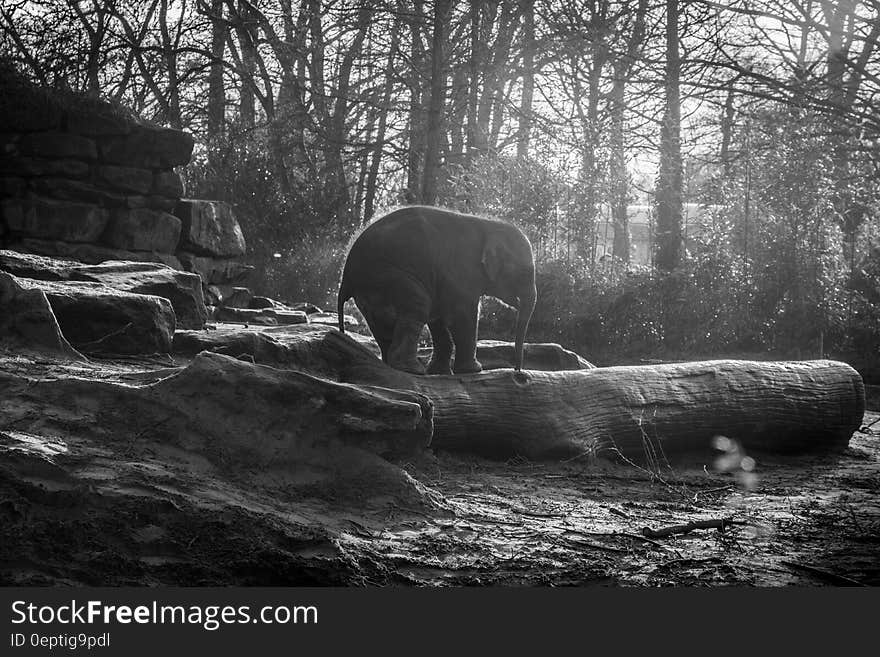 Baby elephant standing on top of logs and rocks in a clearing in the forest, background of trees. Baby elephant standing on top of logs and rocks in a clearing in the forest, background of trees.