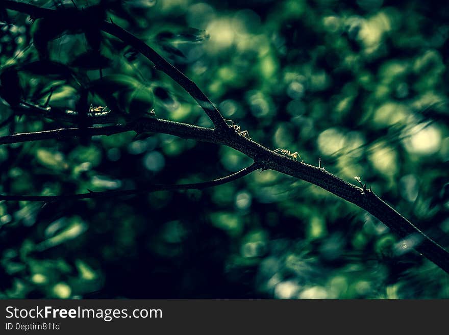 Brown Branch With Green Leaves