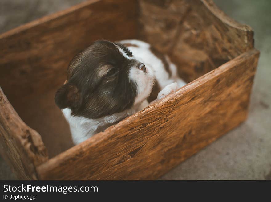 Black and White Puppy on Brown Wooden Box