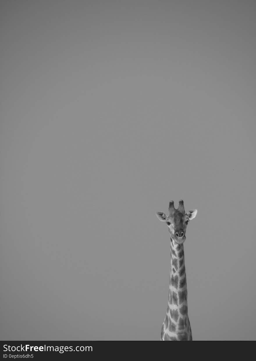 Giraffe on Grayscale Effect Portrait