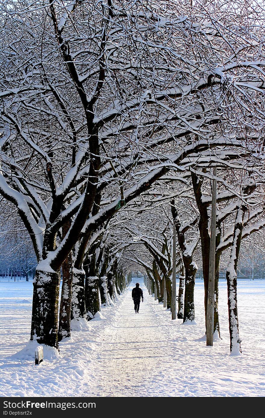 Man in Black Jacket Walking on Snowy Tree during Daytime