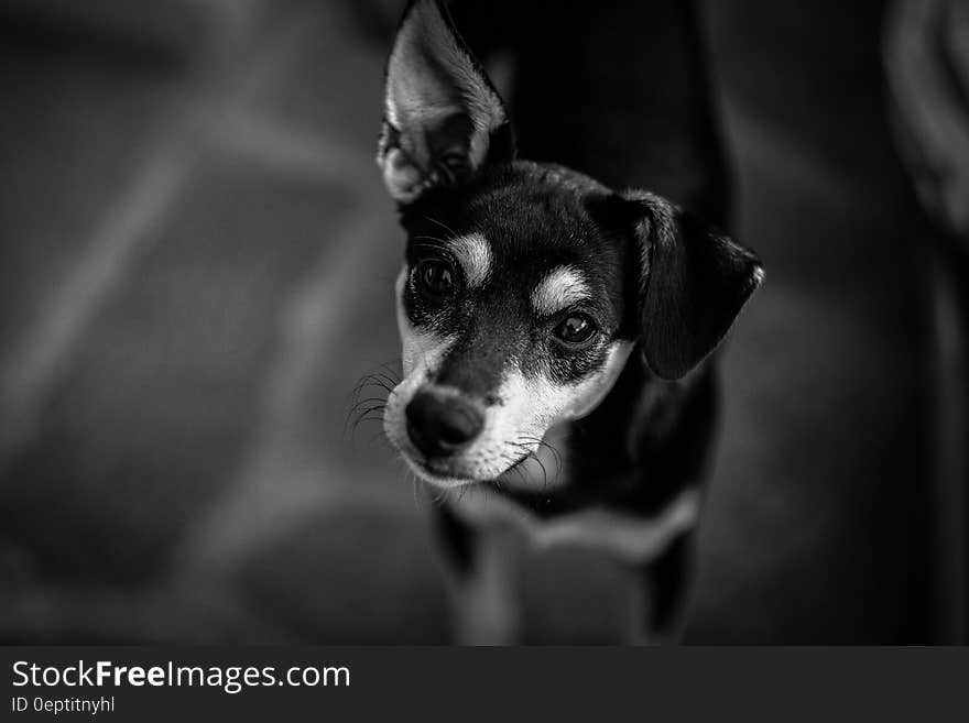 Black and White Short Coated Dog