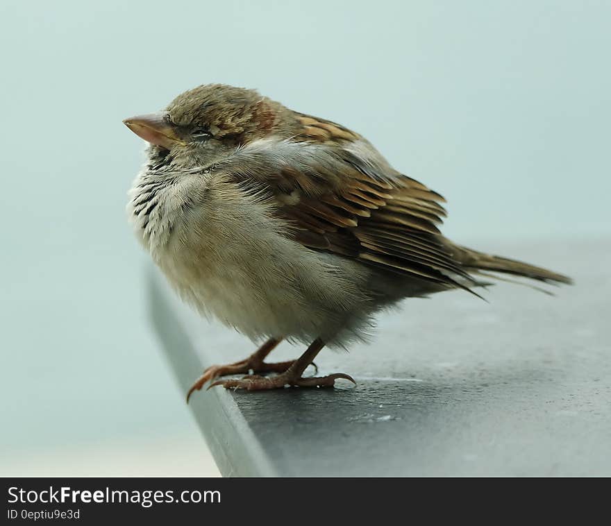 Brown and White Bird