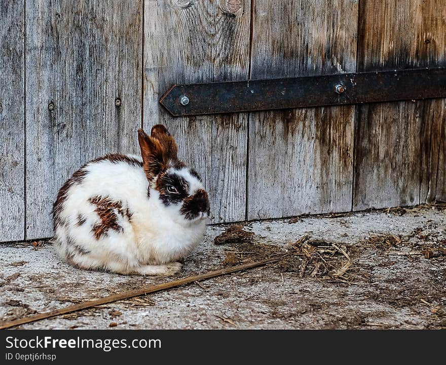 White Black and Brown Rabbit Near Brown Wooden Fence