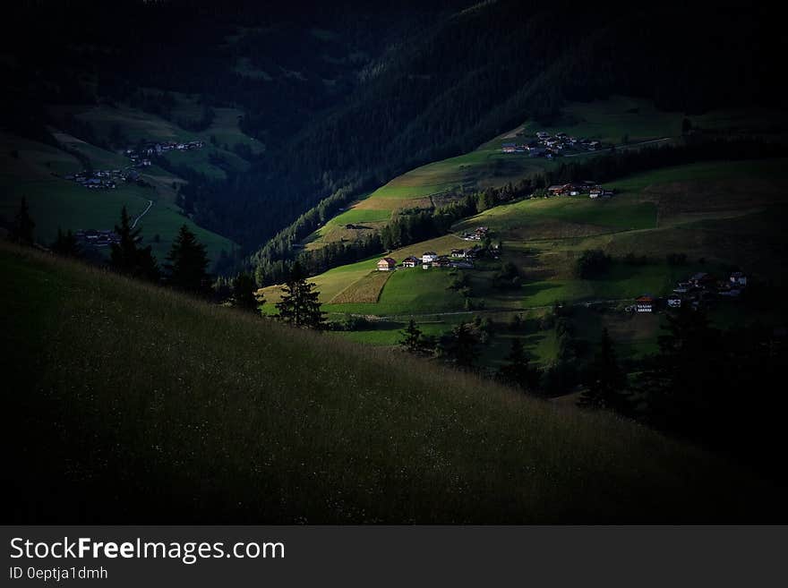 Green Field With Plant in It at Dawn