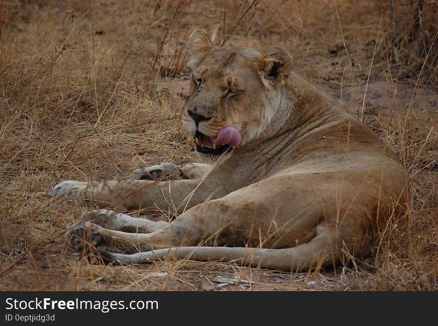 Lioness Sticking Tongue Out While Lying on Ground