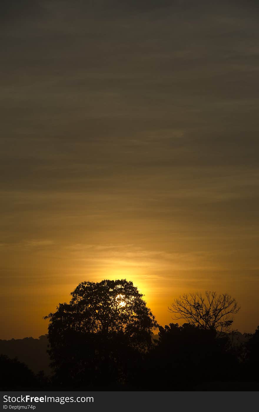 Silhouette of Trees Against Orange Sun during Sunsset