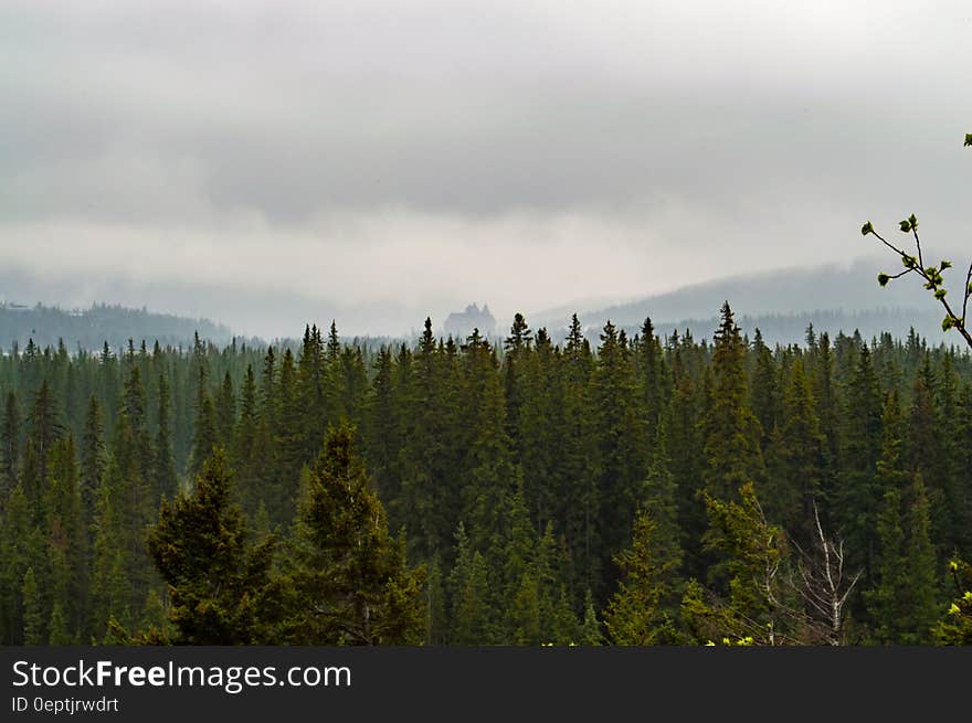 Green Trees Under Nimbus Clouds