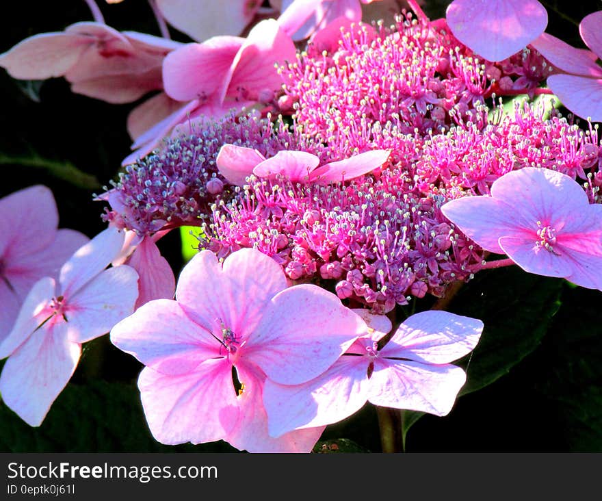 Close up of pink buds and blooms in sunny garden. Close up of pink buds and blooms in sunny garden.