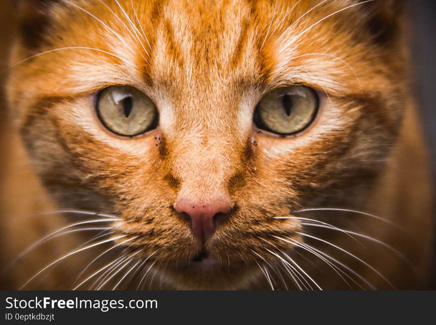 Close up portrait of yellow domestic short haired cat. Close up portrait of yellow domestic short haired cat.