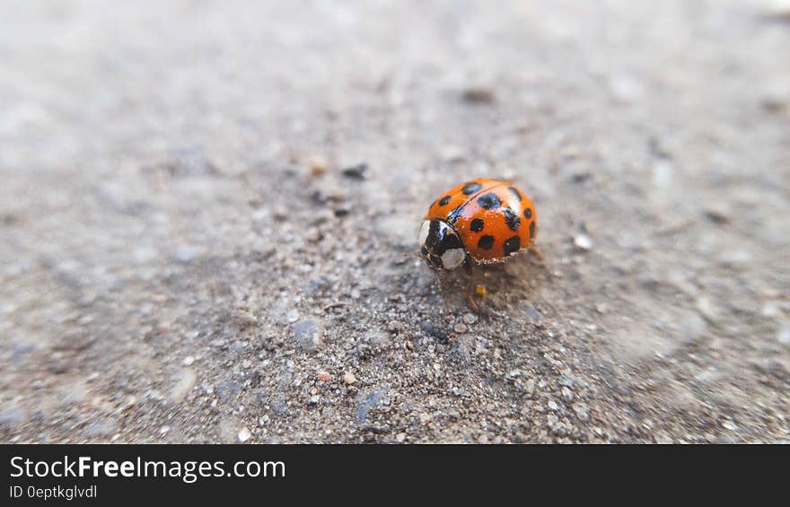 Orange Ladybug