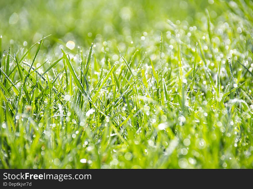 Green Grass during Daytime Close Up Shot Photography