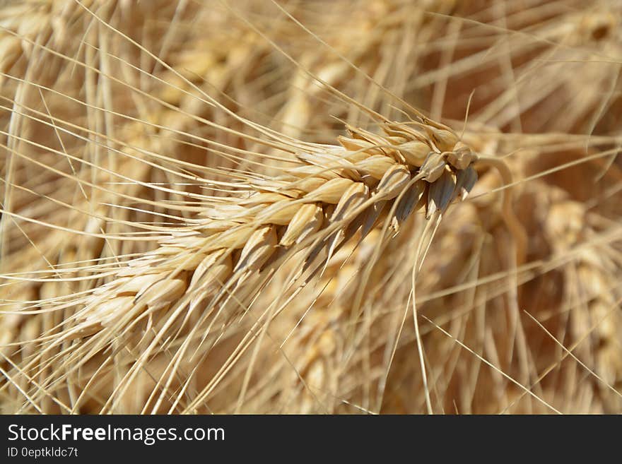 Brown Wheat Plant