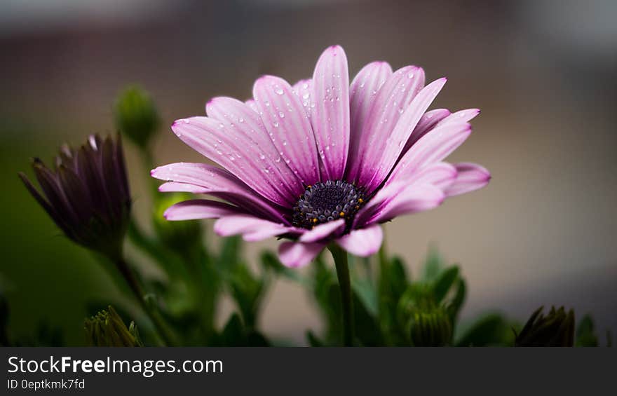 Purple Petal Flower