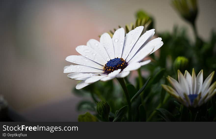 Close up of dew drops on white blooms in greenery. Close up of dew drops on white blooms in greenery.