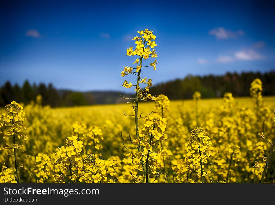 Field of blooming yellow canola flowers against blue skies.