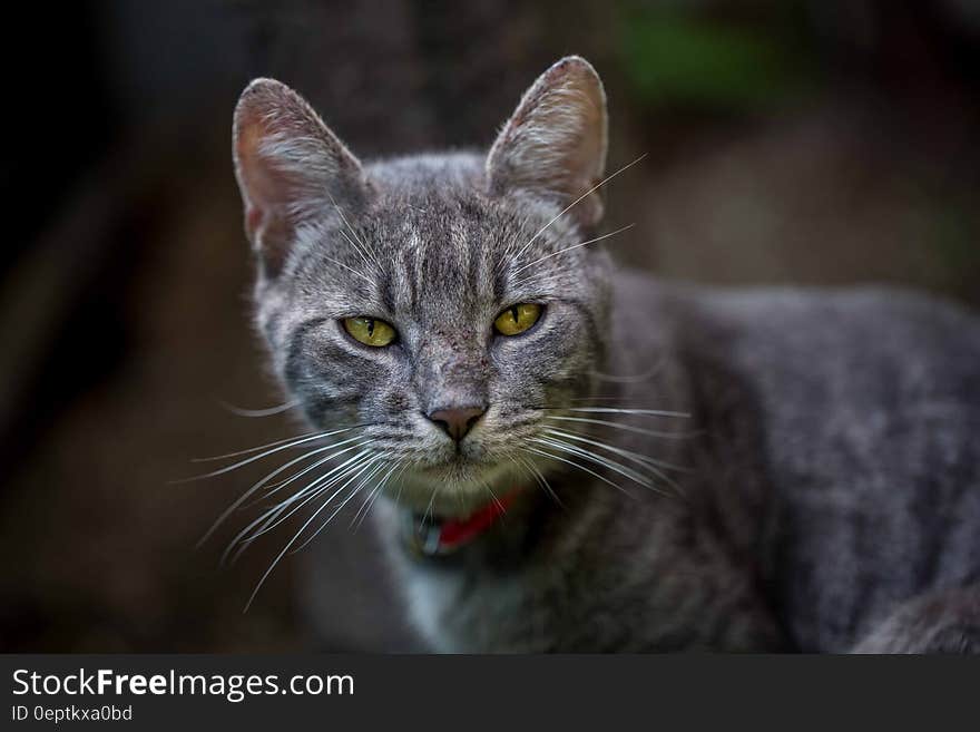 Grey Tabby Cat