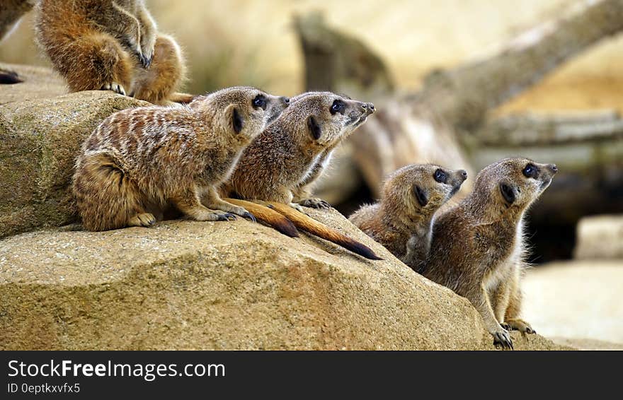 Portrait of meerkats on rocks in sunny zoo enclosure. Portrait of meerkats on rocks in sunny zoo enclosure.