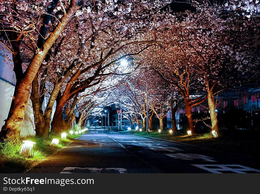 Empty Road Between Trees and Lighted Lamp