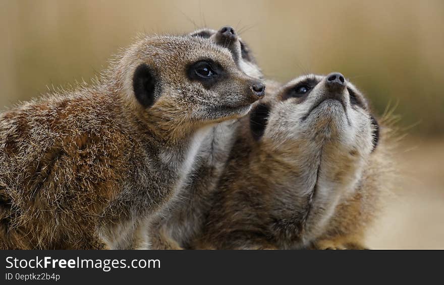 Portrait of meerkats on sunny day. Portrait of meerkats on sunny day.