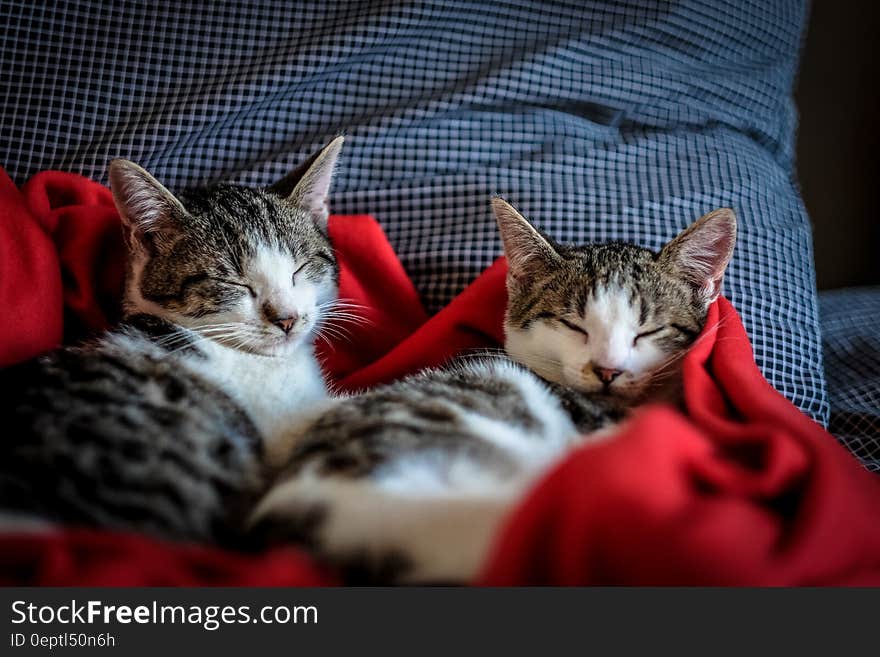 Black and White Tabby Cat Sleeping on Red Textile